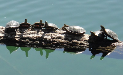 Wildlife Habitat Turtles