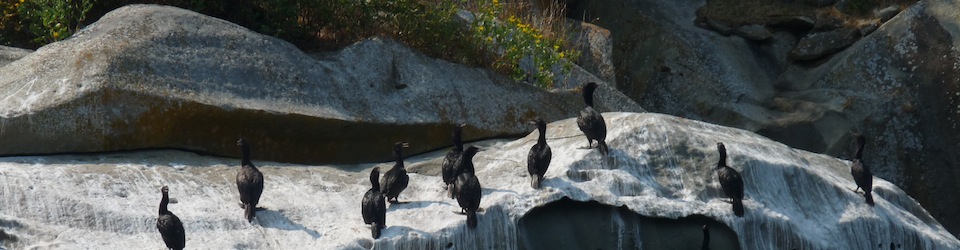 Cormorant group in the Gulf Islands