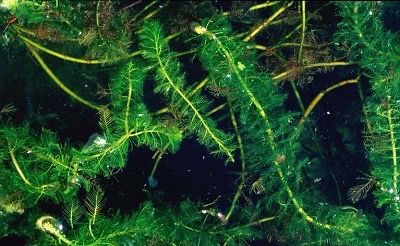 Invasives and R.A.P.P. Invasives and R.A.P.P.
