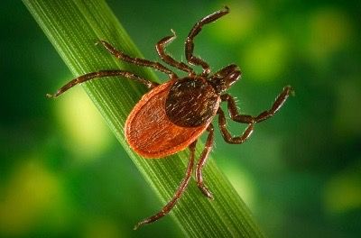 Wildlife Safety and Diseases Wildlife Safety and Diseases