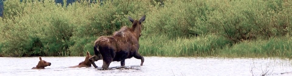 Moose Family on the Bowron River